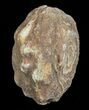 Flower-Like Sandstone Concretion - Pseudo Stromatolite #62209-1